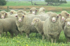 Ewes-and-lambs-093