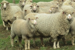 Ewes-and-lambs-098